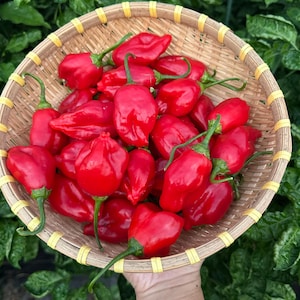 Semillas de pimiento fresa Aji