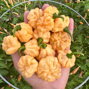 Goat Brain Pepper Seeds