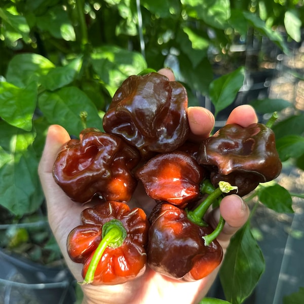 Semillas de chile habanero chocolate