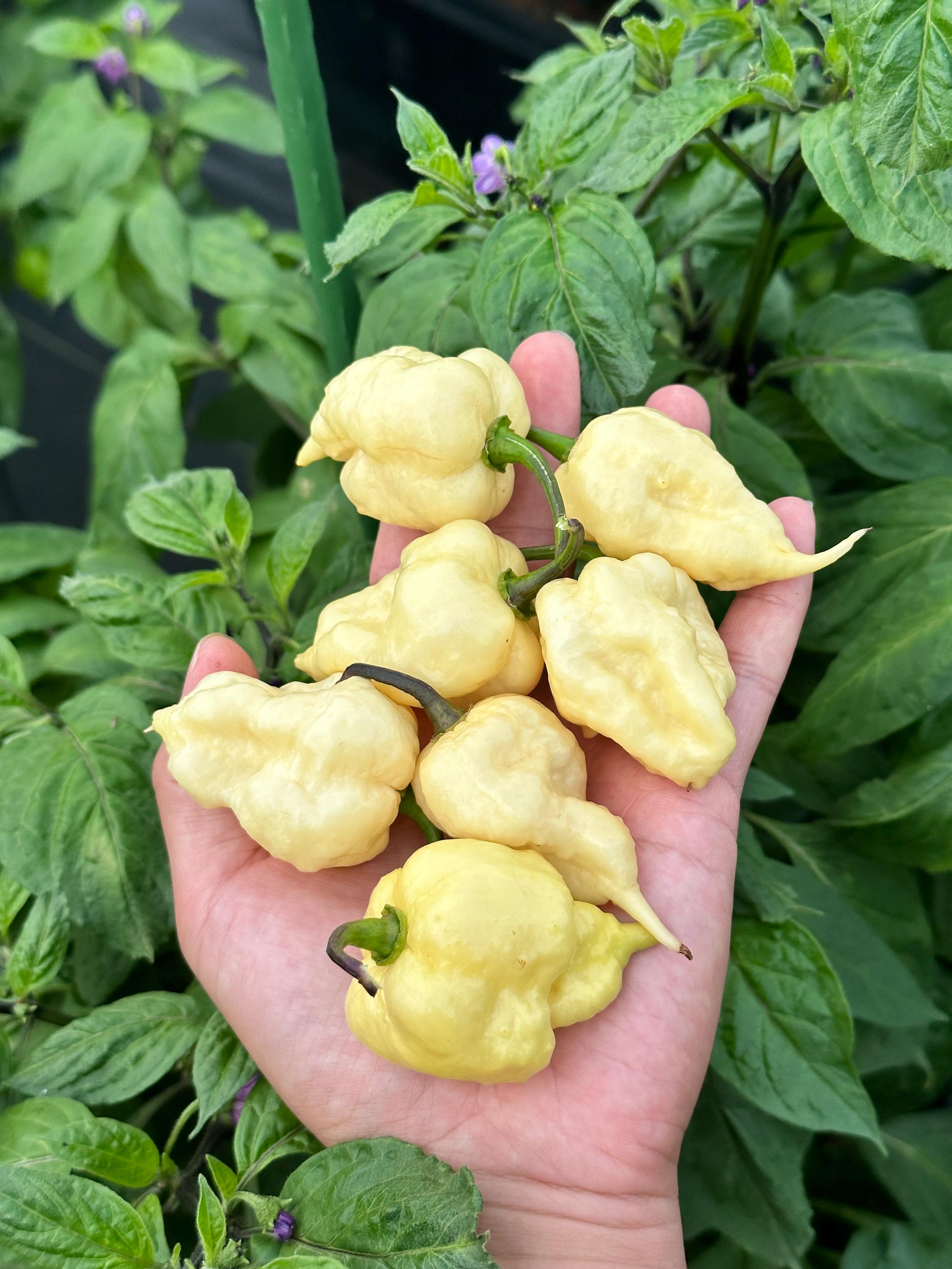 Jays X Pink X Reaper Lemon Pepper Seeds - Etsy