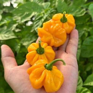 Pumpkin Habanero Pepper Seeds