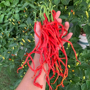 May include: A handful of bright red, long, curly chili peppers with green stems. The peppers are held in front of a backdrop of green leafy plants with small, yellow and green peppers.