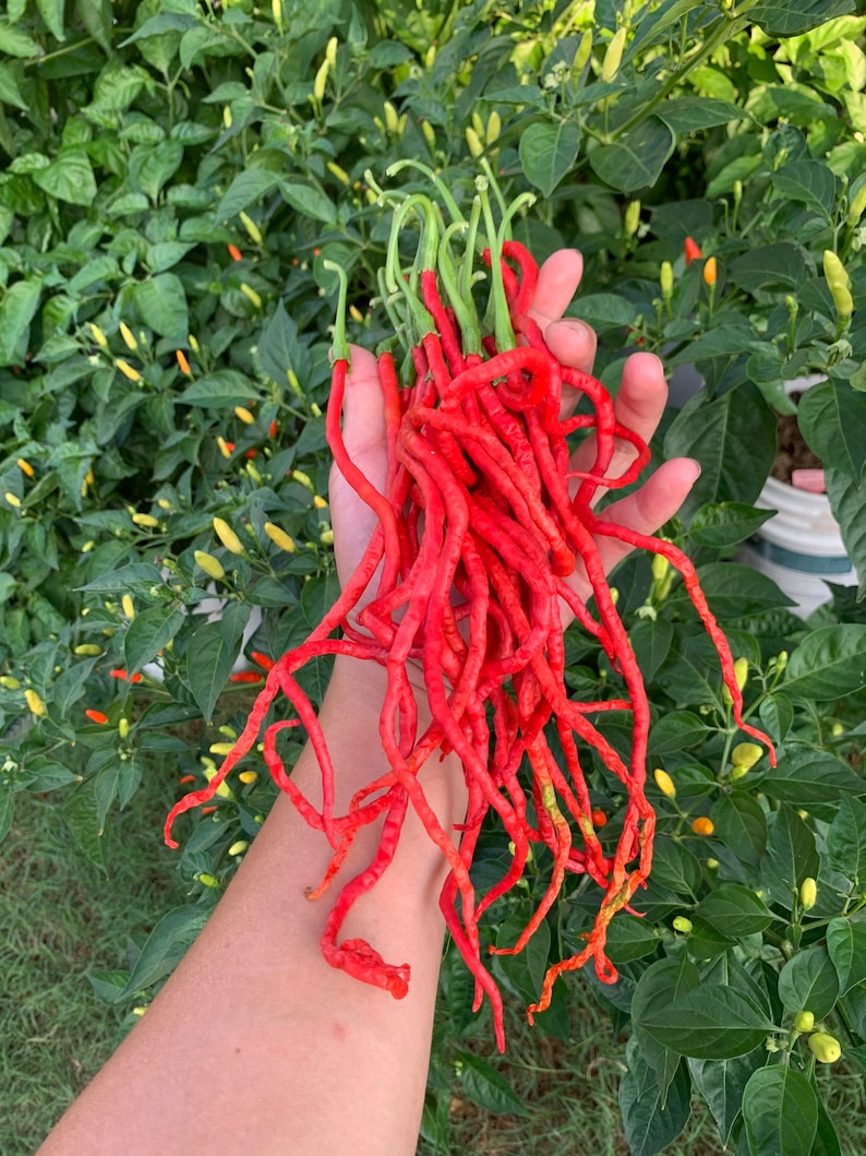 May include: A handful of bright red, long, curly chili peppers with green stems. The peppers are held in front of a backdrop of green leafy plants with small, yellow and green peppers.