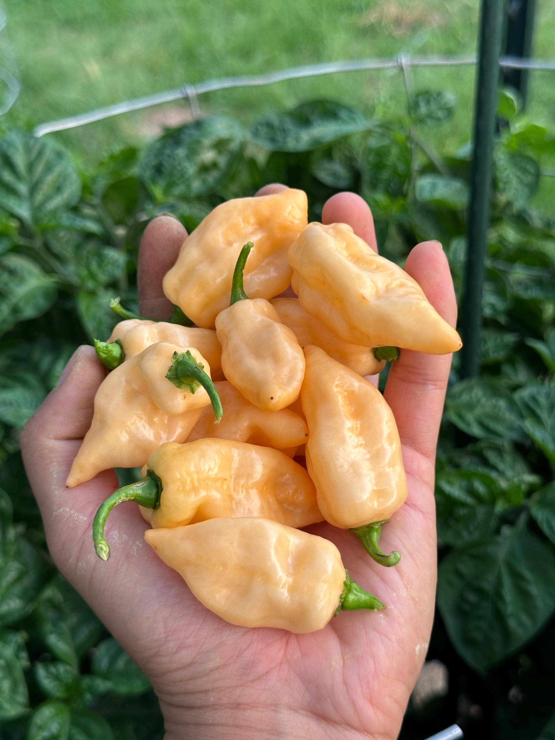 Batman Tangerine Cream Pepper Seeds - Etsy