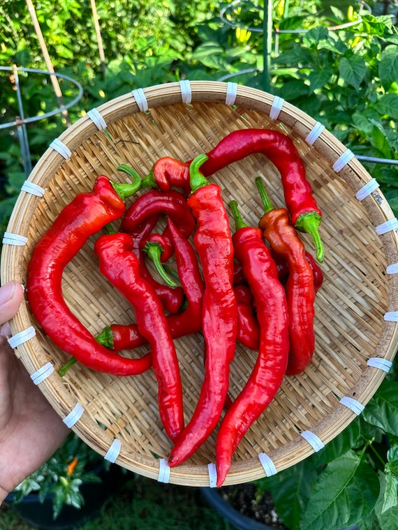 Hangjiao #8 Total Eclipse Pepper Seeds - Etsy