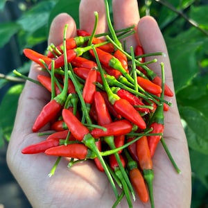 May include: A hand holding a bunch of bright red chili peppers with green stems.