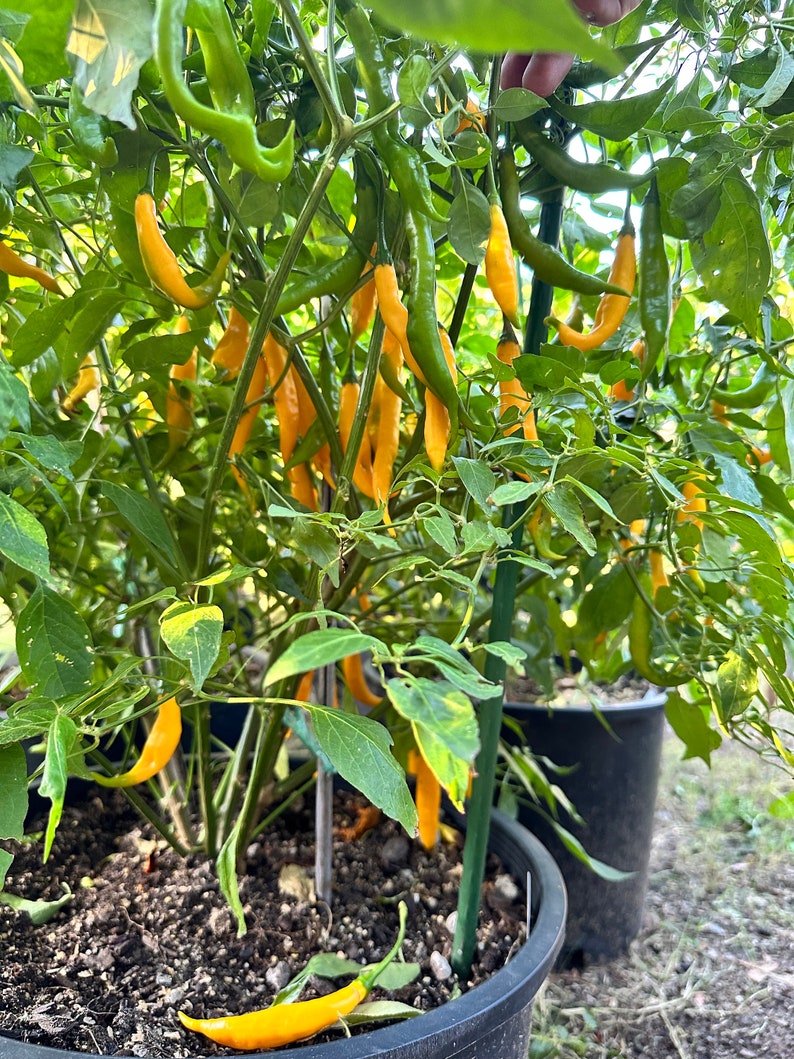Aji Guyana Pepper Seeds - Etsy