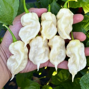 Jay’s White Ghost Scorpion Pepper Seeds