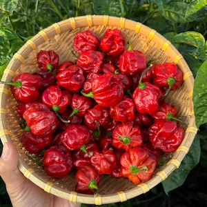 Può includere: Un cesto rotondo di vimini pieno di peperoncini habanero rossi maturi. I peperoncini hanno una consistenza rugosa e gambi verdi. Il cesto è presentato su uno sfondo di fogliame verde, suggerendo un raccolto fresco.