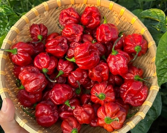 Pimienta Scotch Bonnet caramelizada