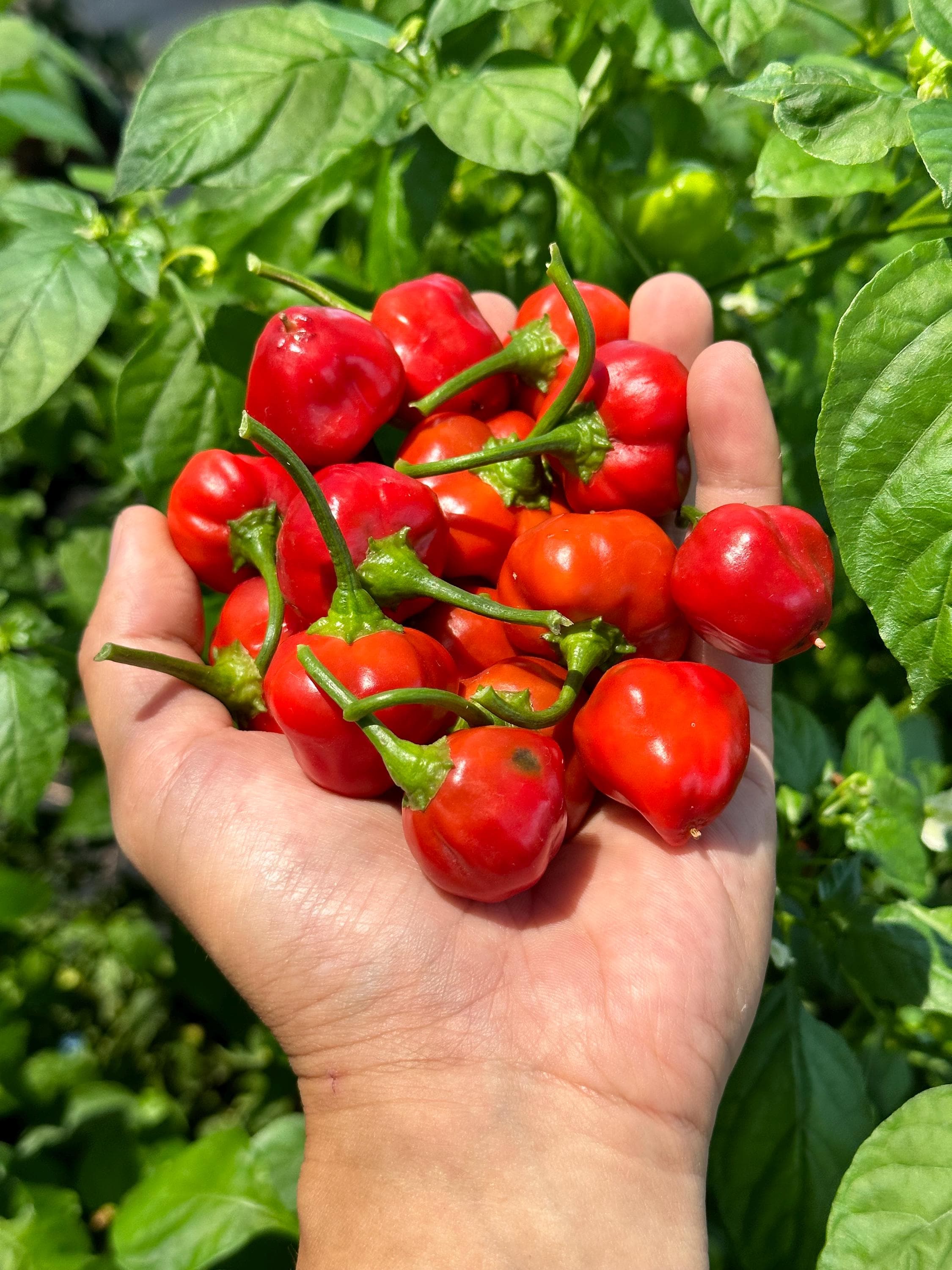 Peppadew Pepper Seeds - Etsy