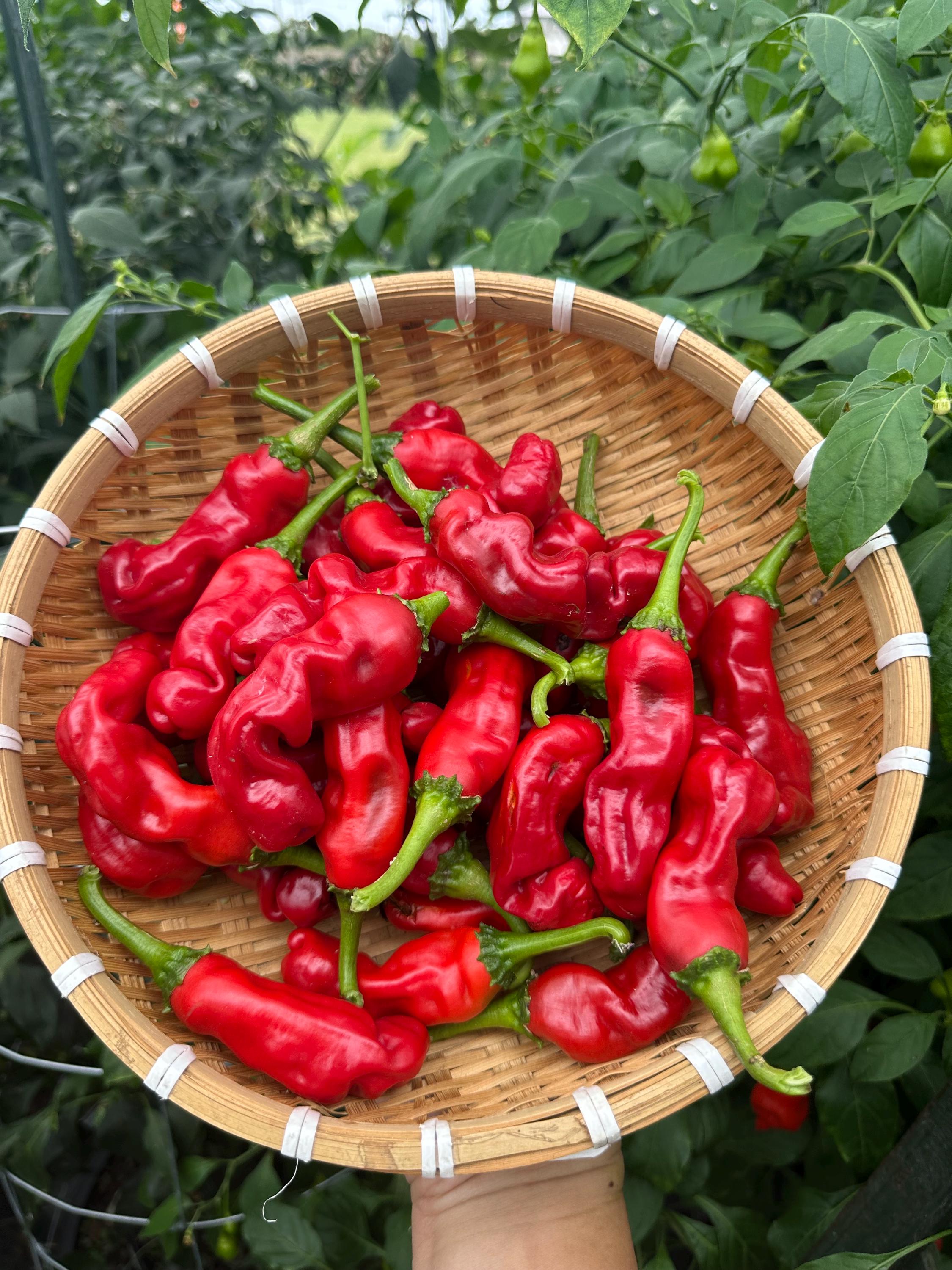 Red Peter Pepper Seeds - Etsy