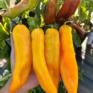Ancient Sweet Gold Pepper Seeds