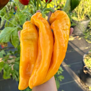 Sweet Palermo Yellow Pepper Seeds