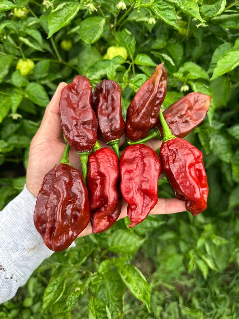 30gram Chocolate Monster Pepper Seeds - Etsy