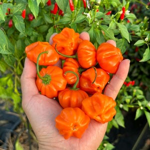 Brazilian Starfish Orange Pepper Seeds