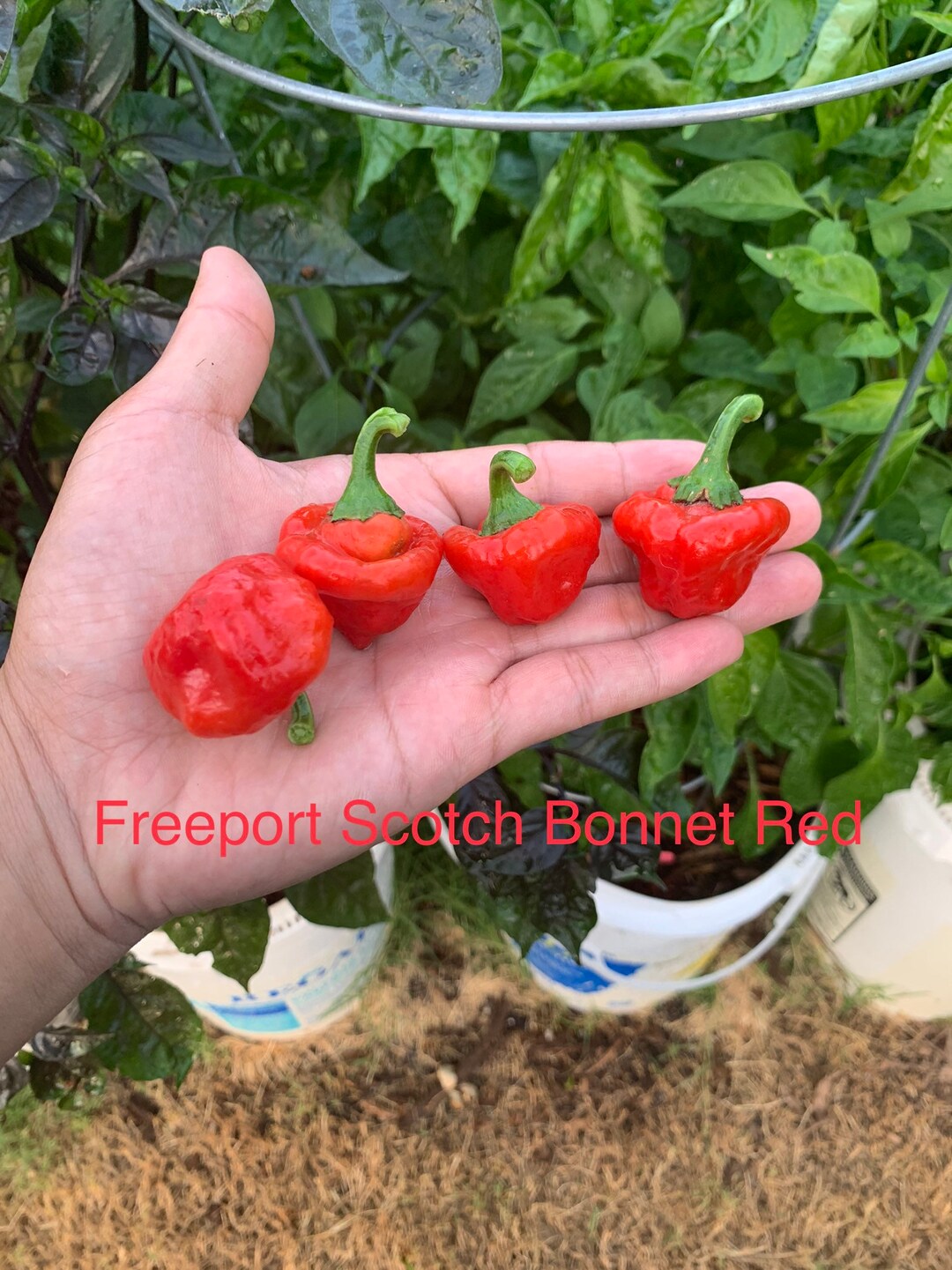 Freeport Scotch Pepper Seeds Etsy