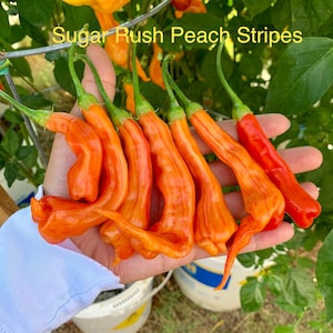 Sugar Rush Stripey Pepper Seeds