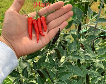 Black Cobra Pepper-zaden