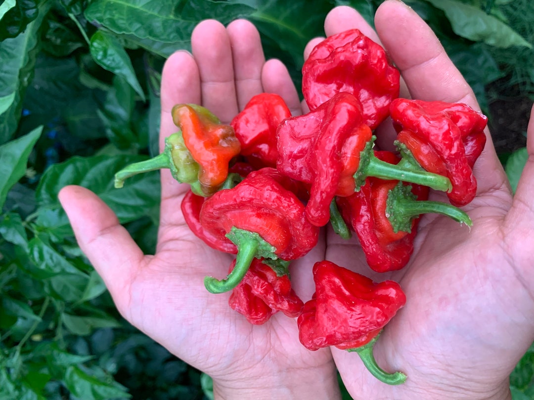 Jamaican Mushroom Red Pepper Seeds Etsy