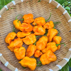 Borg 9 Yellow Pepper Seeds