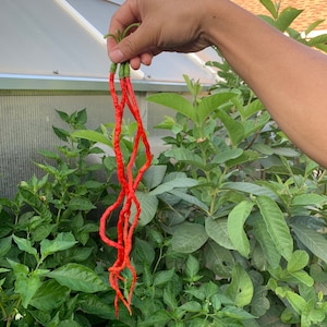 May include: A bunch of long, bright red chili peppers with green stems are held up against a backdrop of lush green foliage and a greenhouse. The peppers have a wrinkled texture and a unique, elongated shape.