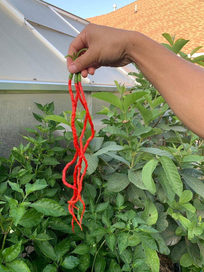 May include: A bunch of long, bright red chili peppers with green stems are held up against a backdrop of lush green foliage and a greenhouse. The peppers have a wrinkled texture and a unique, elongated shape.