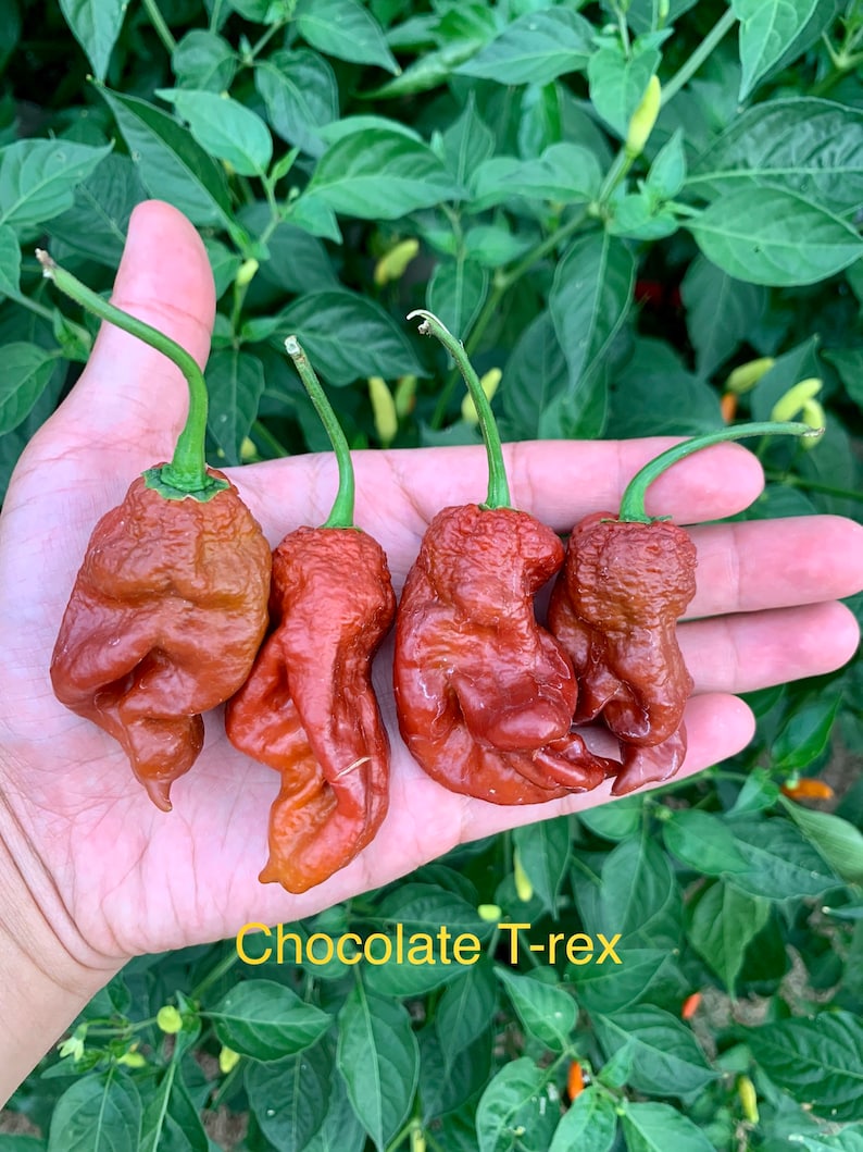Chocolate Trex Pepper Seeds Etsy