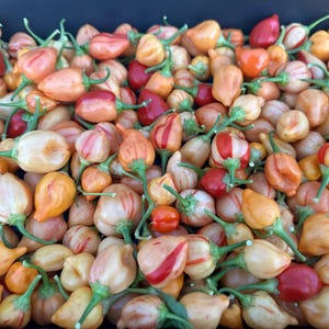 May include: A close-up of a collection of small, colorful peppers. The peppers are a mix of red, orange, and yellow, and some have white stripes. The peppers are all about the same size and shape, and they are arranged in a random pattern.
