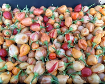 Pode incluir: Um close-up de uma coleção de pequenas pimentas coloridas. As pimentas são uma mistura de vermelho, laranja e amarelo, e algumas têm listras brancas. As pimentas são todas aproximadamente do mesmo tamanho e forma, e estão dispostas em um padrão aleatório.