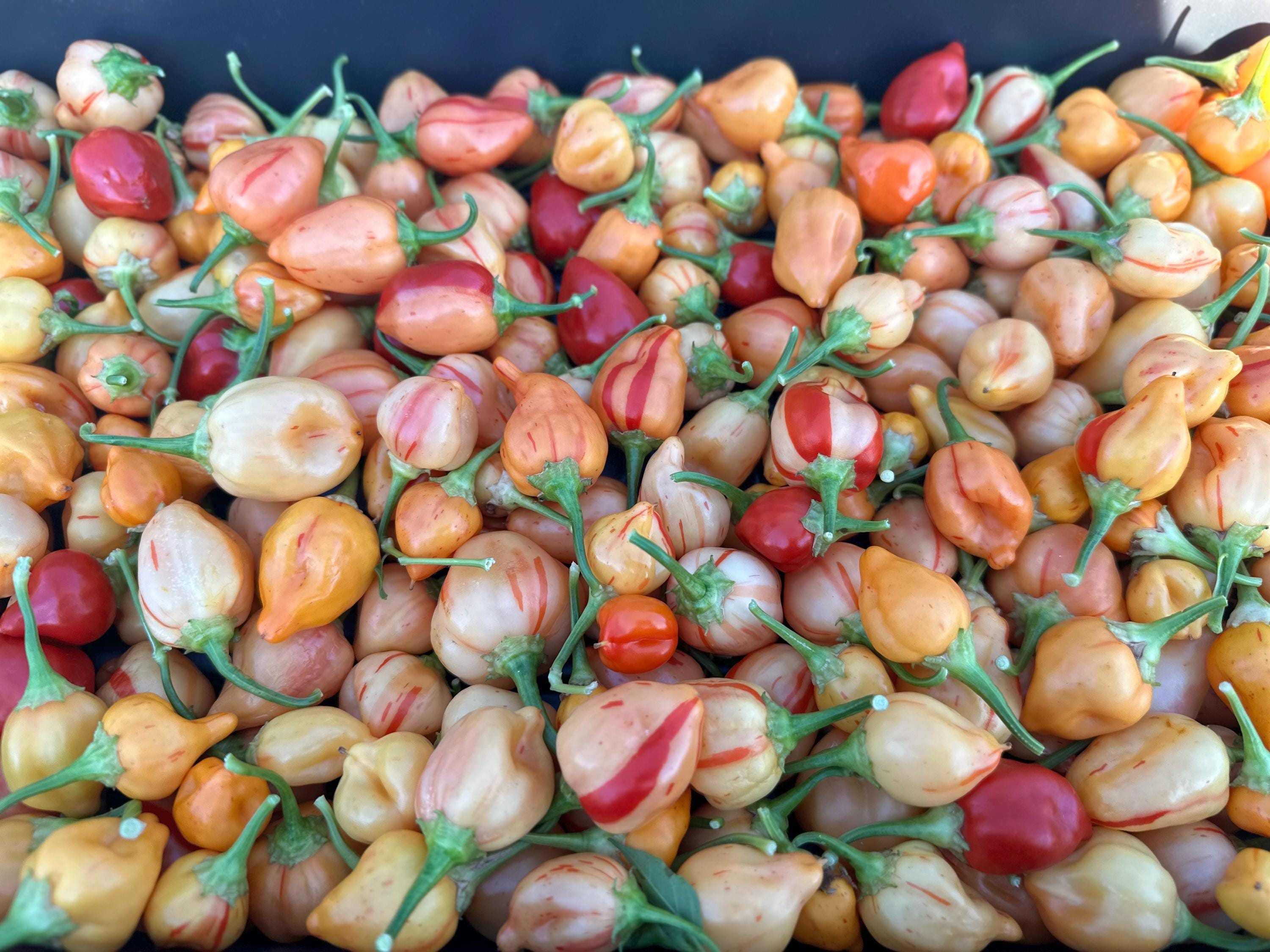 Pepper Plant Peppadew - Etsy