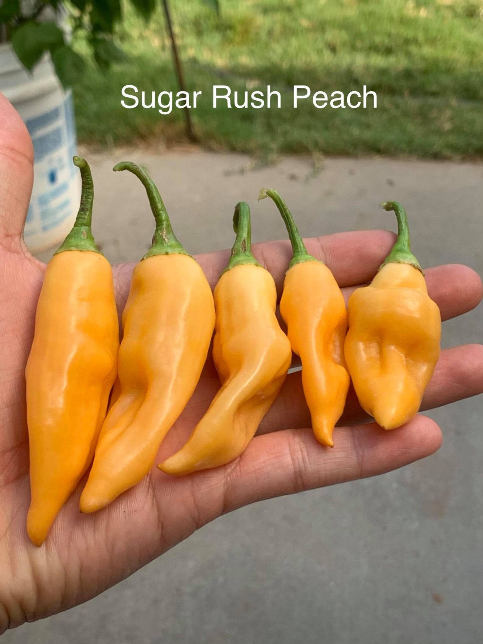 Sugar Rush Peach Pepper Seeds | Etsy