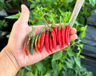 Bonte cobrapeperzaden