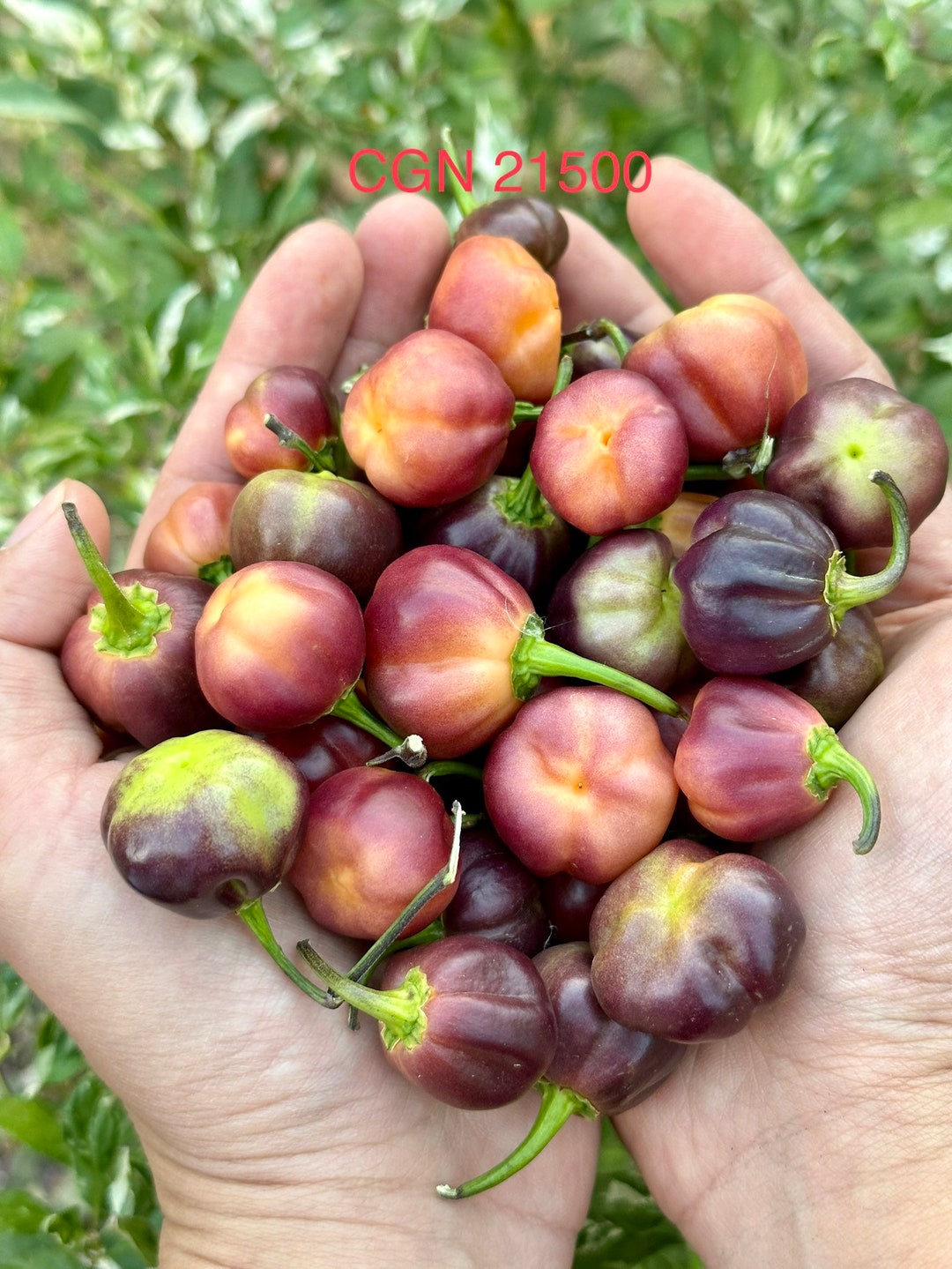 CGN 21500 Pepper Seeds Etsy