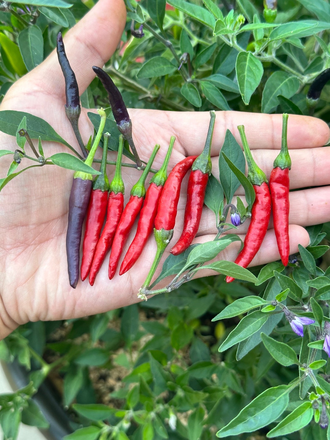 Black Cobra (purple Flower) Pepper Seeds Etsy