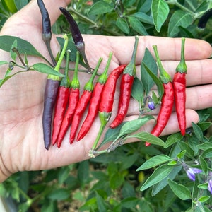 Black Cobra (purple flower) Pepper Seeds