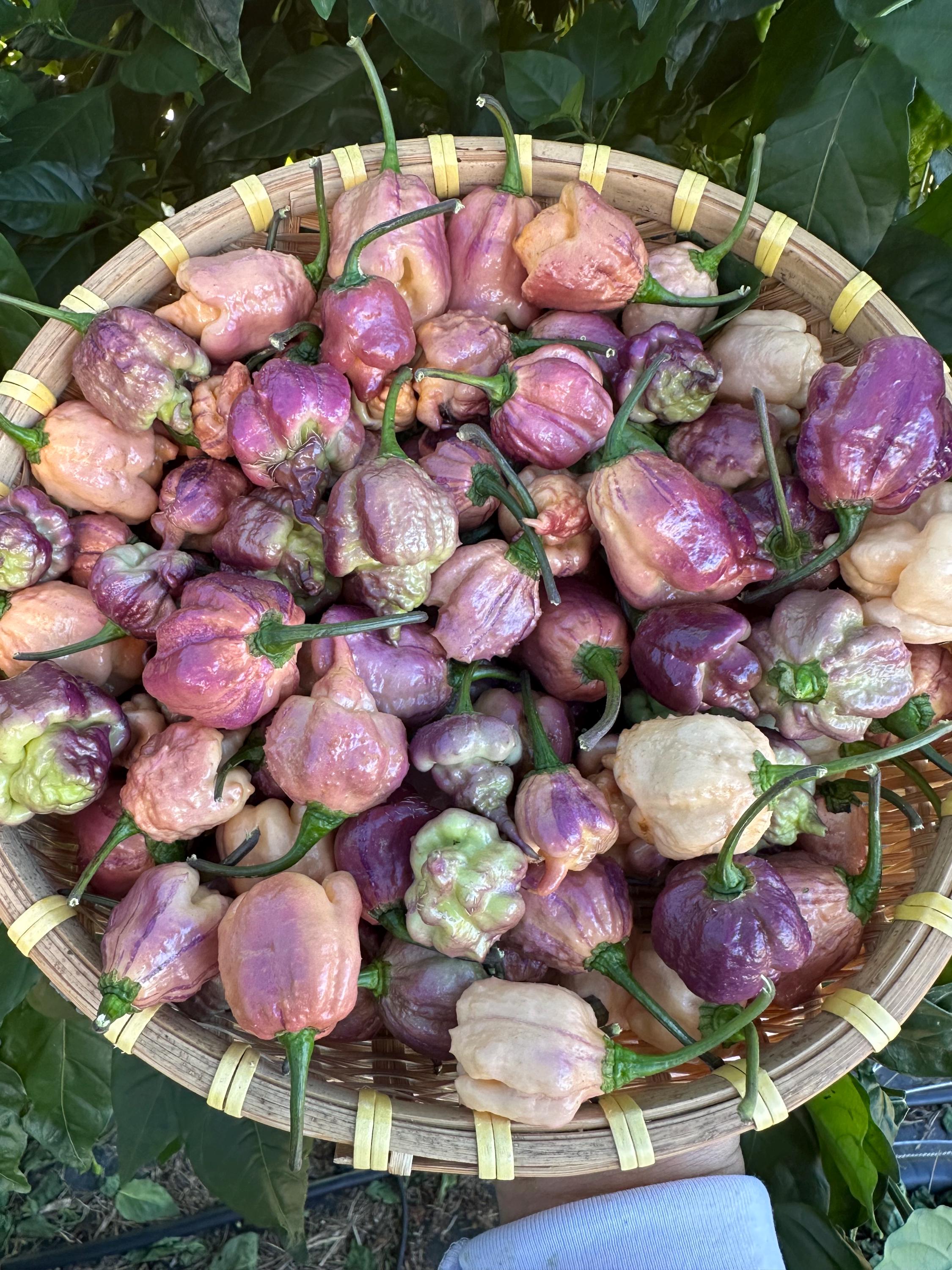 Jays Pink X Purple Ghost Scorpion Orange Pepper Seeds - Etsy