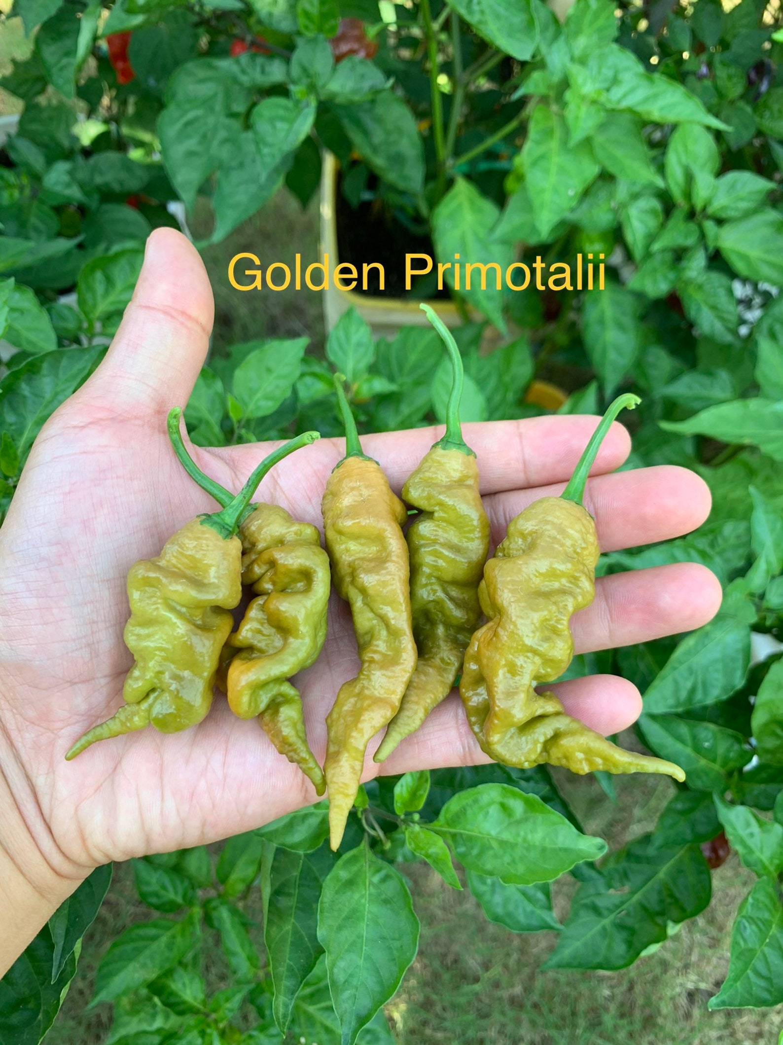 Golden Primotalii Pepper Seeds Etsy