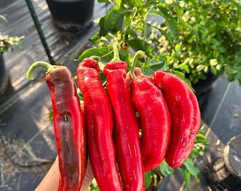 May include: A hand holds a bunch of six red peppers. The peppers are long and slender, with a slightly pointed tip. They are all ripe and have a glossy finish.