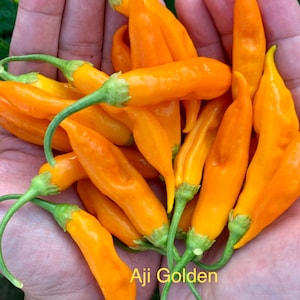 Aji Golden Pepper Seeds