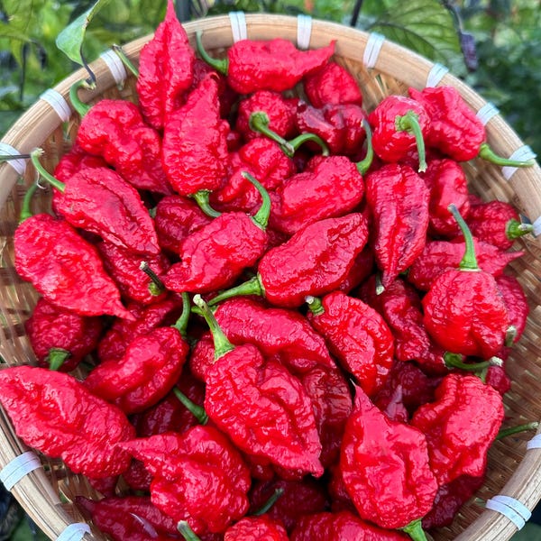 Semillas de pimiento morado/rojo Borg 9