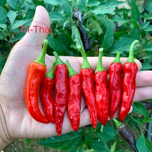 Tri-Thai Pfeffer Samen