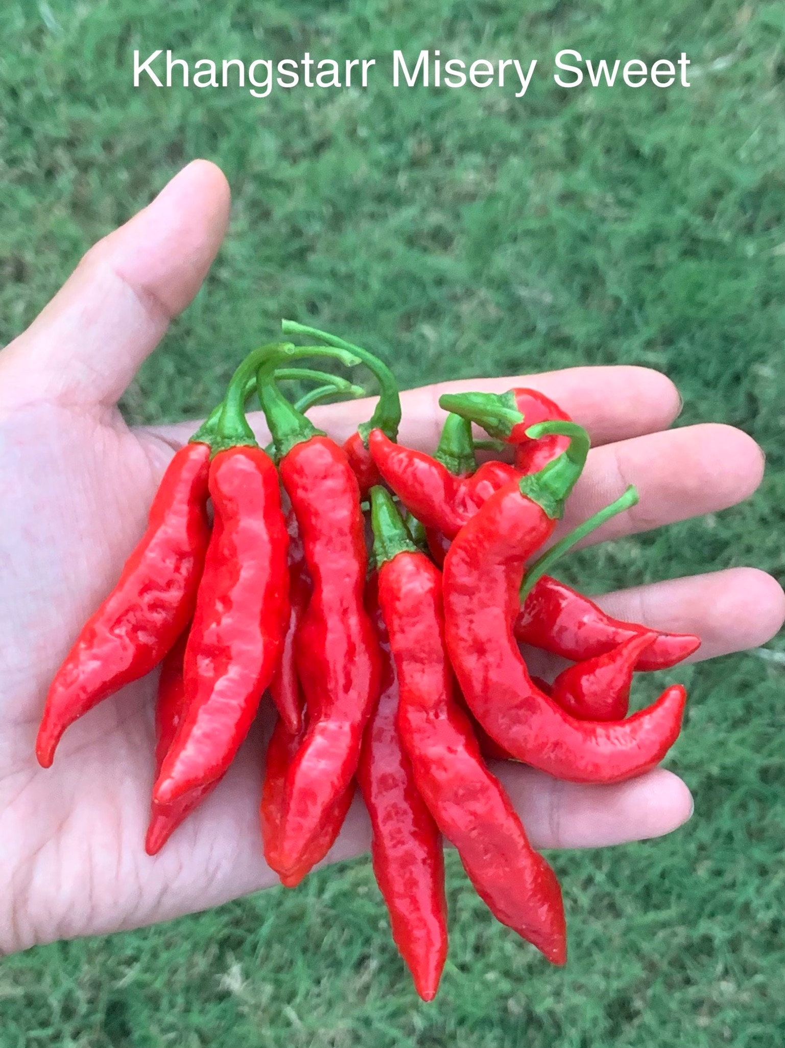 KS Misery Sweet Pepper Seeds Etsy