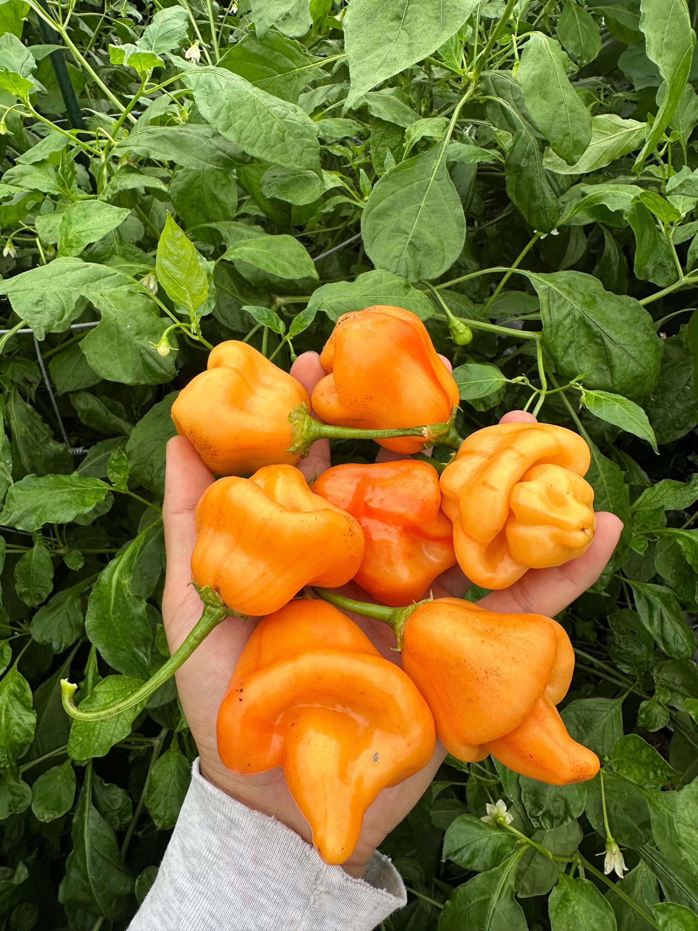 Tangerine Tiger Pepper Seeds - Etsy Canada