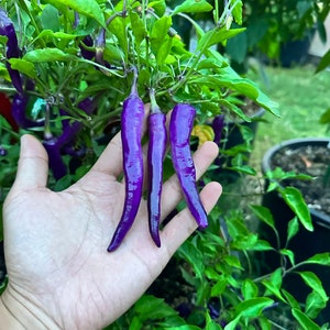 May include: Three purple chili peppers held in a hand. The peppers are long and slender with a glossy finish. The peppers are growing on a plant with green leaves.