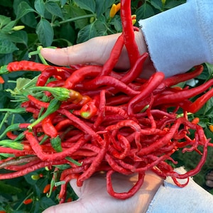 May include: A large bundle of bright red chili peppers with green stems and leaves. The peppers are long, slender, and have a slightly curved shape. The image is taken outdoors, with a background of green foliage.