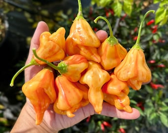 Tangerine Tiger Pepper Seeds