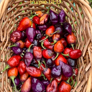 Purple UFO Pepper Seeds