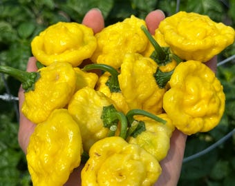 Puede incluir: Un grupo de calabazas de verano amarillas en forma de disco con bordes festoneados y tallos verdes. Estos pequeños vegetales vibrantes presentan una superficie texturizada y rugosa, reunidos en un arreglo denso y redondeado.