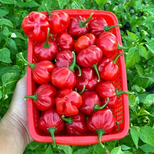 May include: A red plastic basket filled with bright red habanero peppers. The peppers are all different sizes and shapes, and they are arranged in a random pattern. The basket is sitting on a green leafy plant.